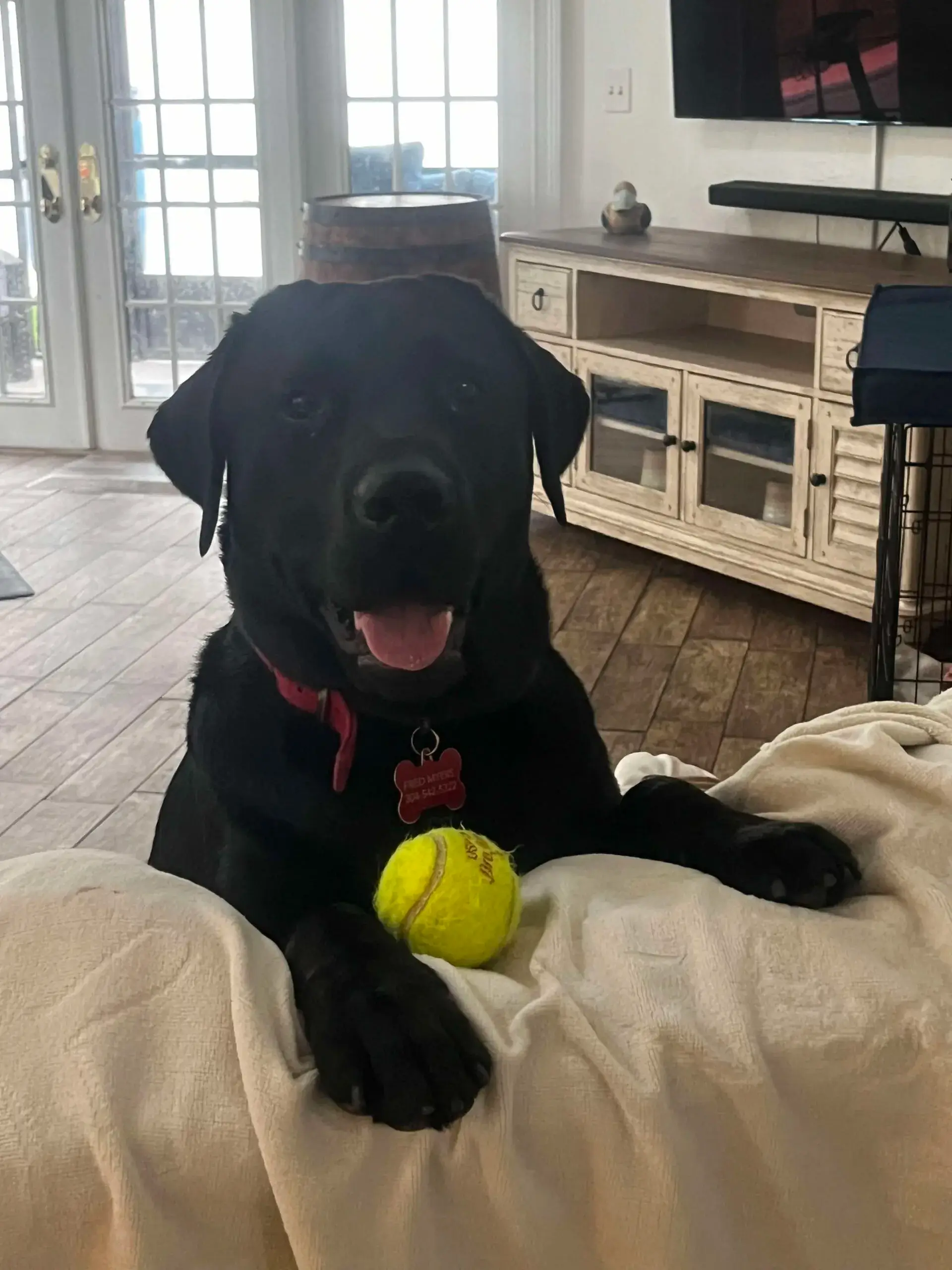 Labrador Breeder in Iverness, FL