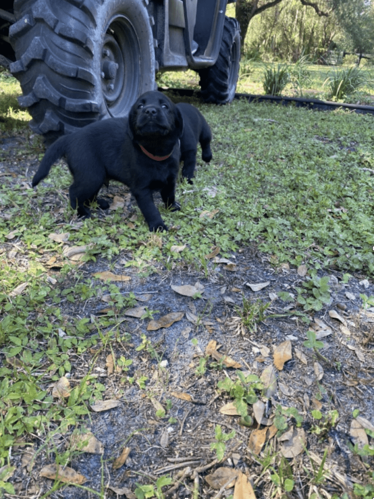 4 week old. puppy growth stages